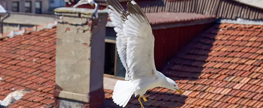 Residential Chimney Animal Removal Solution in Shoreview, MN