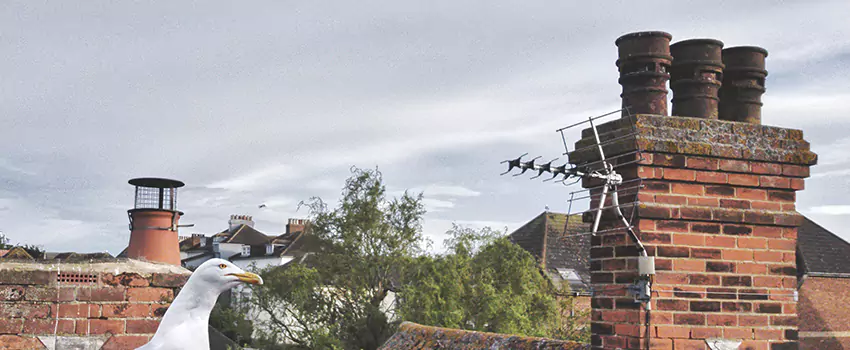 Chimney Cleaning And Restoration in Shoreview, Minnesota